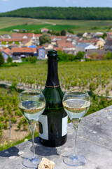 Tasting of grand cru sparkling white wine with bubbles champagne with view on houses and vineyards grand cru wine producer small village Cramant, Champagne, France