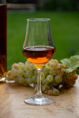 Tasting of Cognac strong alcohol drink in Cognac region, Charente with bunch of ripe ugni blanc grapes on background uses for spirits distillation and green grass, France
