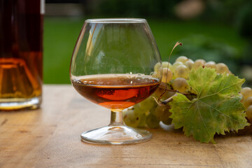 Tasting of Cognac strong alcohol drink in Cognac region, Charente with bunch of ripe ugni blanc...