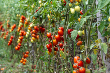 Growing of red salad or sauce tomatoes on greenhouse plantations in Fondi, Lazio, agriculture in Italy
