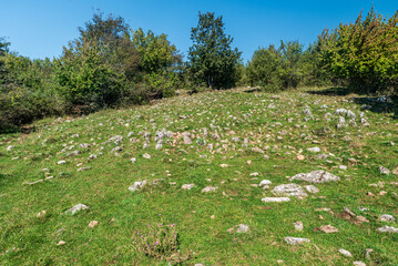 Karst landscape with limestone pavement in Slovensky kras national park in Slovakia - obrazy, fototapety, plakaty