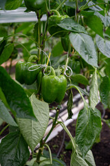 Big ripe sweet bell peppers, paprika plants growing in glass greenhouse, bio farming in the Netherlands