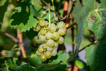 Terraced hilly vineyards in Luxembourg. Production of cremant sparkling wine in south part of Luxembourg country on bank of Moezel, also known as Mosel, Moselle or Musel river.