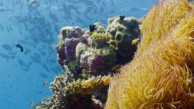 Pink anemonefish swim in and of a sea anemone on the Great Barrier Reef. Threespot dascyllus swim about in the foreground. 