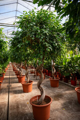 Fototapeta premium Cultivation of differenent green tropical and exotic indoor palms and evergreen plants in glasshouse in Westland, North Holland, Netherlands. Flora industry.