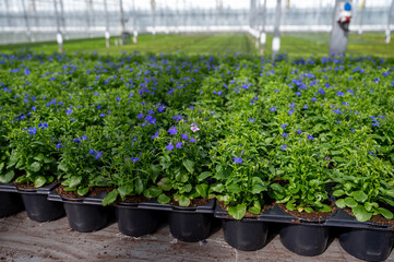 Cultivation of different summer bedding plants, begonia, petunia, young flowering plants,...