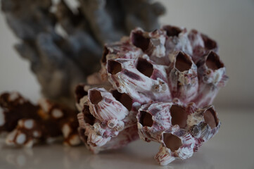Hard dead blue and pink coral stones, underwater nature background