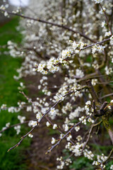 Spring white blossom of plum prunus tree, orchard with fruit trees in Betuwe, Netherlands in april