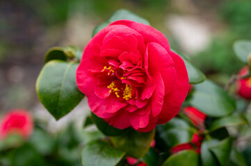 Big flowers of Camellia shrub or tree, flowering plant