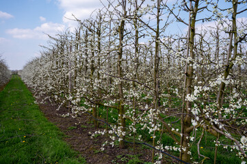 Fototapeta premium Spring white blossom of plum prunus tree, orchard with fruit trees in Betuwe, Netherlands in april
