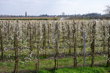 Fototapeta na wymiar Spring white blossom of plum prunus tree, orchard with fruit trees in Betuwe, Netherlands in april