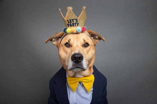 Portrait of a labrador retriever mix dog dressed in a shirt, bow tie, jacket and crown with the words lets party