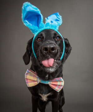 Portrait of a black labrador retriever in a headband and bow tie sticking out its tongue