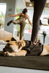 A peaceful pup naps on a yoga mat while women practice yoga in the background. A harmonious scene...