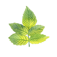 Rosehip leaf watercolor illustration. Hand drawn bush branch.