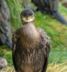 Juvenile Shag seabird close up portrait