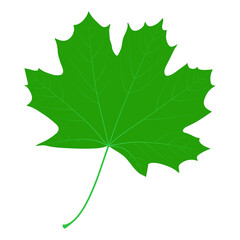 Green maple leaf on a white background. Norway maple. Palmately lobed leaf.