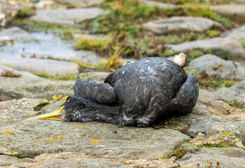 Dead shag seabird