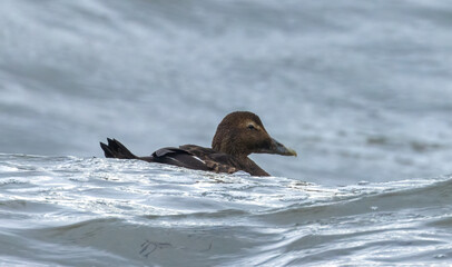 Female Eider duck swimming in very stormy sea