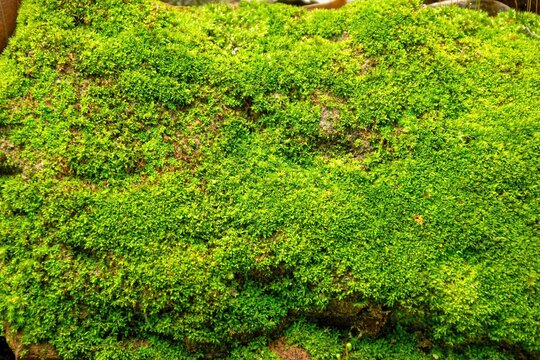 natural green peat moss,peat moss on rocks
