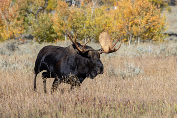 Bull Moose During the Rut in Wyoming in Autumn