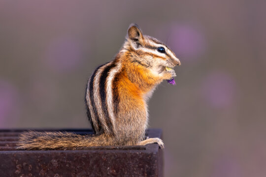 Close-up of a chipmunk eating a Purple Flower, British Columbia, Canada