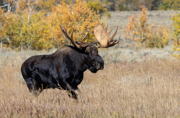 Bull Moose During the Rut in Wyoming in Autumn