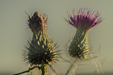 Purple flowers of cirsium vulgare in macro photography on a sunny,summer day in Podlasie.