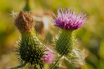 Purple flowers of cirsium vulgare in macro photography on a sunny,summer day in Podlasie.