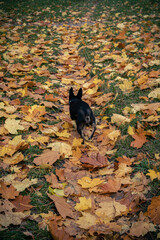 a dog in autumn leaves