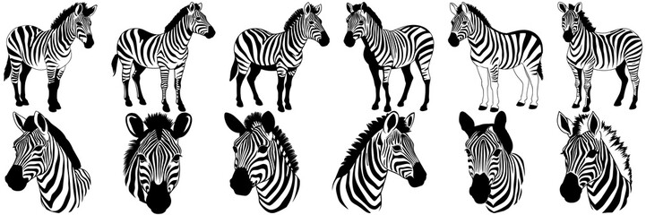 Zebra safari silhouettes set, large pack of vector silhouette design, isolated white background