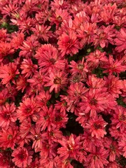 red chrysanthemum flowers