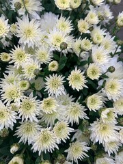 white chrysanthemum flowers