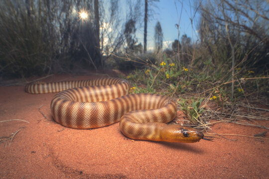 Wild woma python (Aspidites ramsayi) on sandy substrate with vegetation in background, central Australia, Australia