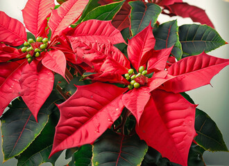 Poinsettia plant with golden glitter on the red leaves