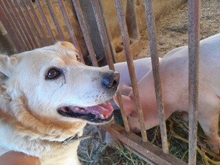 image of a funny pig