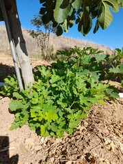 fruits and vegetables that are on your plant before being picked