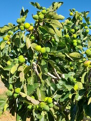 fruits and vegetables that are on your plant before being picked