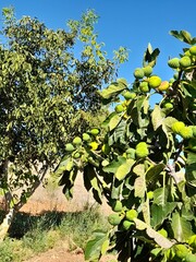 fruits and vegetables that are on your plant before being picked