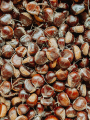 Full image closeup of fall fruit, unpeeled, uncooked, raw, top view of a pile of chestnuts - harvest
