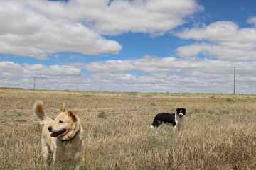 two happy dogs take a walk in the countryside