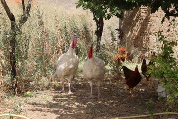 a white turkey in nature