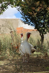 a white turkey in nature