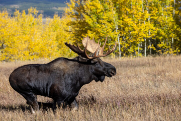 Bull Moose During the Rut in Wyoming in Autumn