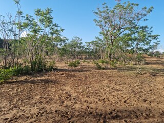 Amazing view amidst jungle nature