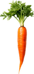 carrot on a transparent background