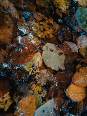lichen on rock