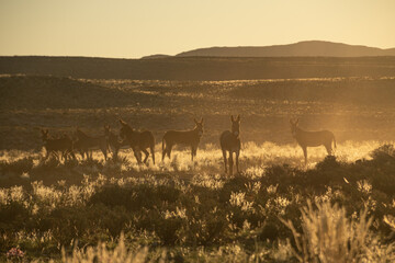 Donkeys in the sunset