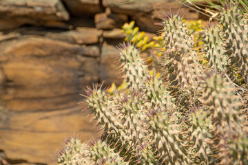 close up of cactus