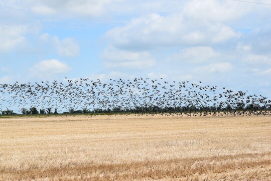 Bandada de aves sobre llanuras con pasturas.
Bandada de cuervillos de ca&ntilde;ada. 